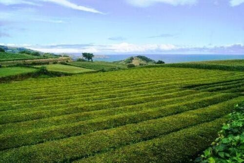 100g Premium Organic Green Tea, Azores Gorreana Hysson Loose Leaf - Authentic