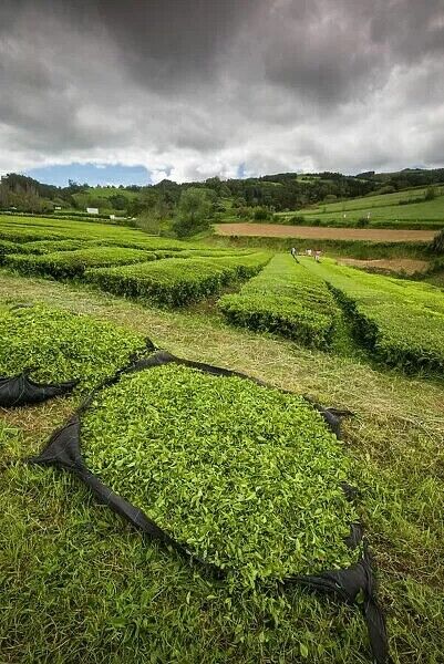 100g Premium Black Tea from Azores - Gorreana Orange Pekoe - Smooth Fruity Aroma